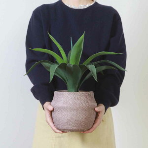 tFCNO[ AKx 40cm Zg|bg i ϗtA tFCN lHϗtA  A A A[gO[ sv ȒP rO  CeA O[ ͂