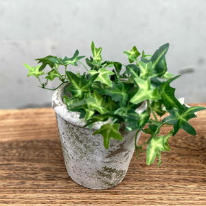 Aؔ XeB[N RjbN|bg S a12.5cm t[|bg i vg|bg v^[|bg  A Zg |bg   CeA Aւ  ϗtA 