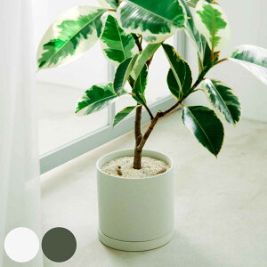 KINTO Lg[ vg|bg 170×160mm 200×195mm i  Aؔ v^[ t[|bg 17cm 20cm  킢 Vv ϗtA O[|bg CeA G jy39Vbvz