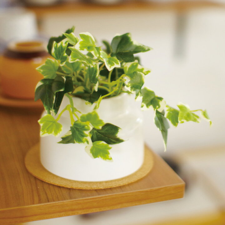 楽天市場 フェイクグリーン アイビー S 人工観葉植物 エクリア ミニ 観葉植物 造花 Ct触媒 光触媒 消臭 防汚 抗菌 簡単 清潔 安心 インテリア 玄関 デスク上 トイレ 洗面所 39ショップ インテリアパレット