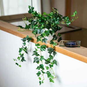 観葉植物 アイビー ハンギングの人気商品 通販 価格比較 価格 Com