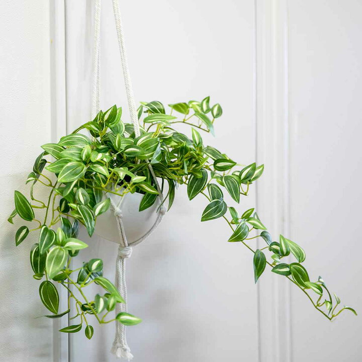 超可爱 フェイクグリーン セブリナ エクリア ハンギング 人工観葉植物 インテリアグリーン 観葉植物 おしゃれ 造花 リアル Ct触媒 室内 消臭 抗菌 防汚 吊り下げ 超可爱 フェイクグリーン セブリナ エクリア ハンギング 人工観葉植物 インテリアグリーン 観葉植物 おしゃれ 造花 リアル Ct触媒 室内 消臭 抗菌 防汚 吊り下げ