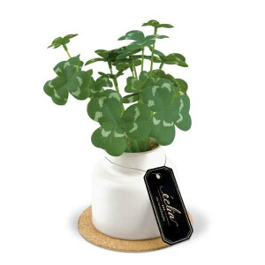 フェイクグリーン クローバー S 人工観葉植物 エクリア ( ミニ 観葉植物 造花 CT触媒 光触媒 消臭 防汚 抗菌 簡単 清潔 安心 インテリア 玄関 デスク上 トイレ 洗面所 )【39ショップ】