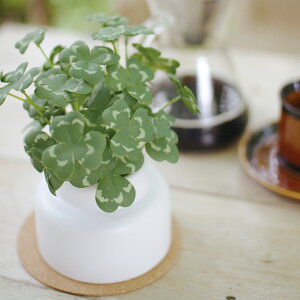 フェイクグリーン クローバー M 人工観葉植物 エクリア ( 卓上 観葉植物 造花 CT触媒 光触媒 消臭 防汚 抗菌 簡単 清潔 安心 インテリア 玄関 デスク上 トイレ 洗面所 )【39ショップ】