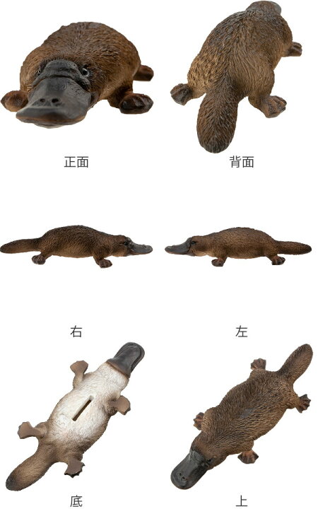 楽天市場 カモノハシ 貯金箱 リアル オブジェ 置物 インテリア 雑貨 動物 アニマル インテリア雑貨 動物貯金箱 コインバンク ペットバンク Petbank かわいい プレゼント ギフト お祝い 39ショップ インテリアパレット