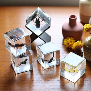 ペーパーウェイト Casimir 昆虫標本 ガラス ( 昆虫 標本 虫 オブジェ 置物 ディスプレイ コレクション アクリル 四角 キューブ リアル 本物 生き物 観察 立体的 透明 インテリア 文鎮 紙押さえ