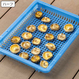 ChoXPbg n[t 50.5×38.5cm i  oXPbg JS   U  p   vX`bN  Ђ  hCt[c ~ ~   ʕ ۑ 