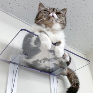 LbgXebv Cat Steps  ChXebv  NA LbgEH[N i  Lbg^[ lR Xebv ˂ L ǖʎt ^  V ȃXy[X DIY diy I 