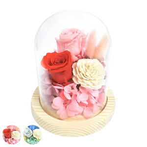 vU[uht[ KXh[AW \C KX h[ i  v[g t[Mtg AWg KXh[ 11.5cm RpNg  ̓ CeA ؂₩ 