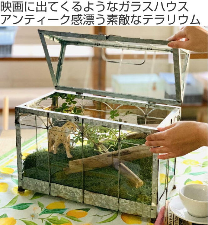 楽天市場】ガーデニング テラリウム 幅42×奥行22×高さ38.5cm Lサイズ 