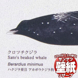 y10mȏwőzǎ NX TQc̕ǎIRESERVE U[u Ȋw RE55946 10mȏ1mPʂŔ̔