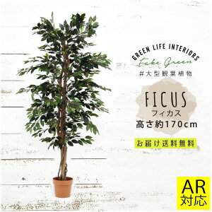 _P5{10ItCP11/27܂Ł^y_ezlHϗtA ^ tFCNO[ CeA  tBJX 170cm