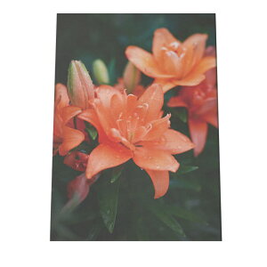 A[gvg |X^[ CeA  Vv  t[ ϗtA _ G ʐ^ tHg S  R {^jJ X WO IW c a0 a1 a2 a3 a4 b0 b1 b2 b3 b4  