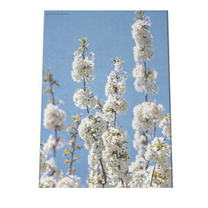 A[gvg |X^[ CeA   zCg  u[ TN ~ E  t[ sN  a0 a1 a2 a3 a4 b0 b1 b2 b3 b4  傫  cyfg-poster-527z