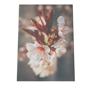 A[gvg |X^[ CeA  TN   t[ G A {^jJ O[ a0 a1 a2 a3 a4 b0 b1 b2 b3 b4  傫  cyfg-poster-534z