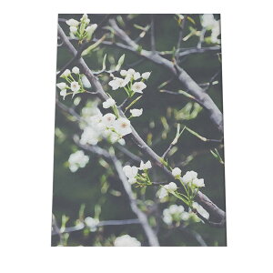 A[gvg |X^[ CeA   t[ G A {^jJ O[  zCg a0 a1 a2 a3 a4 b0 b1 b2 b3 b4  傫  cyfg-poster-536z