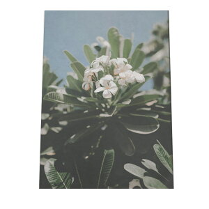 アートプリント ポスター インテリア フォト モダン シンプル お洒落 おしゃれ ボタニカル 観葉植物 花 フラワー グリーン ブルー 西海岸 北欧 韓国 南国 カリフォルニア a0 a1 a2 a3 a4 b0 b1 b2 b3