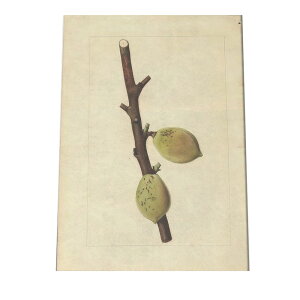 ���� ������ �I�����W �ʕ� �t���[�c �f�W�^�����}�X�^�[ ���g�� �|�X�^�[ ������ �A�� �}�� ���g�� �Â� �r���e�[�W �I�[���h �C���e���A ������� �A�[�g ���_�� �c�ybn-poster-401�z