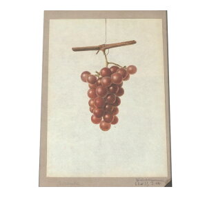 �Ԃǂ� �O���[�v �f�W�^�����}�X�^�[ ���g�� �|�X�^�[ ������ �A�� �}�� ���g�� �Â� �r���e�[�W �I�[���h �C���e���A ������� �A�[�g ���_�� �c�ybn-poster-408�z