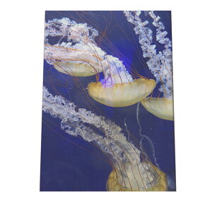 クラゲ くらげ ジェリーフィッシュ ポスター 海の生き物 オーシャン 【用紙×サイズ×デザイン】 アートプリント ポスター インテリア サーフ系インテリア 水族館 水中 魚 写真【an-poster-678】
