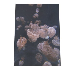 クラゲ くらげ ジェリーフィッシュ ポスター 海の生き物 オーシャン 【用紙×サイズ×デザイン】 アートプリント ポスター インテリア サーフ系インテリア 水族館 水中 魚 写真【an-poster-681】