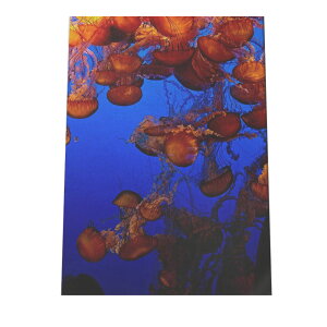 クラゲ くらげ ジェリーフィッシュ ポスター 海の生き物 オーシャン 【用紙×サイズ×デザイン】 アートプリント ポスター インテリア サーフ系インテリア 水族館 水中 魚 写真【an-poster-686】