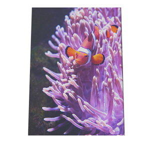 TS X z C\M`N |X^[ C̐ I[V yp×TCY×fUCz A[gvg |X^[ CeA T[tnCeA    ʐ^yan-poster-693z