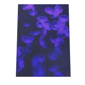 クラゲ くらげ ジェリーフィッシュ ポスター 海の生き物 オーシャン 【用紙×サイズ×デザイン】 アートプリント ポスター インテリア サーフ系インテリア 水族館 水中 魚 写真【an-poster-703】
