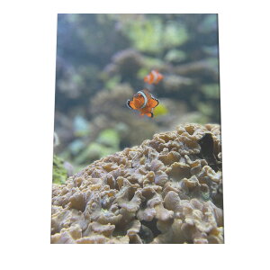 魚 熱帯魚 カクレクマノミ ポスター 海の生き物 オーシャン 【用紙×サイズ×デザイン】 アートプリント ポスター インテリア サーフ系インテリア 水族館 水中 魚 写真【an-poster-705】