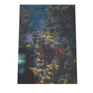 サンゴ 珊瑚 ホヤ イソギンチャク ポスター 海の生き物 オーシャン 【用紙×サイズ×デザイン】 アートプリント ポスター インテリア サーフ系インテリア 水族館 水中 魚 写真【an-poster-707】