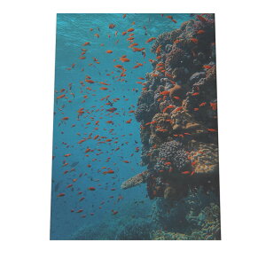 魚 魚群 熱帯魚 ポスター 海の生き物 オーシャン 【用紙×サイズ×デザイン】 アートプリント ポスター インテリア サーフ系インテリア 水族館 水中 魚 写真【an-poster-710】