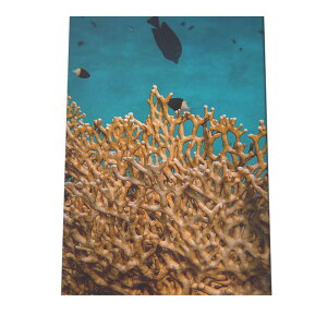 TS X z C\M`N |X^[ C̐ I[V yp×TCY×fUCz A[gvg |X^[ CeA T[tnCeA    ʐ^yan-poster-711z