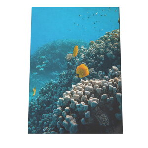 魚 魚群 熱帯魚 ポスター 海の生き物 オーシャン 【用紙×サイズ×デザイン】 アートプリント ポスター インテリア サーフ系インテリア 水族館 水中 魚 写真【an-poster-712】