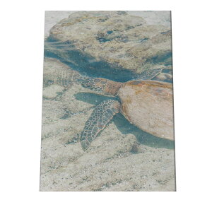 CT J |X^[ C̐ I[V yp×TCY×fUCz A[gvg |X^[ CeA T[tnCeA    ʐ^yan-poster-722z