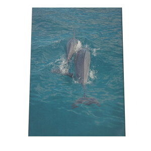 NW CJ C ~ |X^[ C̐ I[V yp×TCY×fUCz A[gvg |X^[ CeA T[tnCeA    ʐ^yan-poster-728z