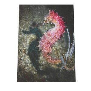 タツノオトシゴ ポスター 海の生き物 オーシャン 【用紙×サイズ×デザイン】 アートプリント ポスター インテリア サーフ系インテリア 水族館 水中 魚 写真【an-poster-738】