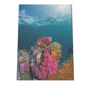 TS X z C\M`N |X^[ C̐ I[V yp×TCY×fUCz A[gvg |X^[ CeA T[tnCeA    ʐ^yan-poster-739z