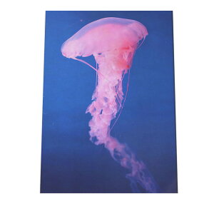 NQ 炰 WF[tBbV |X^[ C̐ I[V yp×TCY×fUCz A[gvg |X^[ CeA T[tnCeA    ʐ^yan-poster-747z