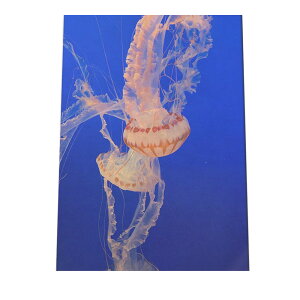 NQ 炰 WF[tBbV |X^[ C̐ I[V yp×TCY×fUCz A[gvg |X^[ CeA T[tnCeA    ʐ^yan-poster-750z