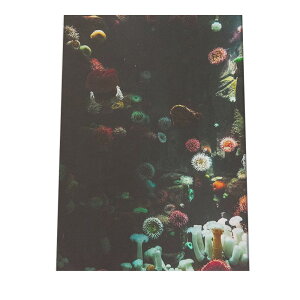 水中 水 サンゴ ポスター 海の生き物 オーシャン 【用紙×サイズ×デザイン】 アートプリント ポスター インテリア サーフ系インテリア 水族館 水中 魚 写真【an-poster-755】