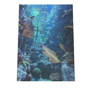 水中 水 サンゴ ポスター 海の生き物 オーシャン 【用紙×サイズ×デザイン】 アートプリント ポスター インテリア サーフ系インテリア 水族館 水中 魚 写真【an-poster-758】