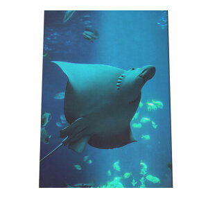 GC  }^ |X^[ C̐ I[V yp×TCY×fUCz A[gvg |X^[ CeA T[tnCeA    ʐ^yan-poster-761z