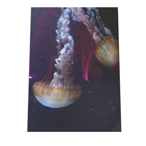 NQ 炰 WF[tBbV |X^[ C̐ I[V yp×TCY×fUCz A[gvg |X^[ CeA T[tnCeA    ʐ^yan-poster-762z