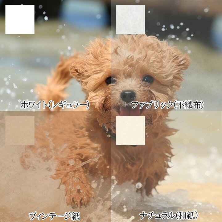 楽天市場】トイプードル 犬 ドッグ 動物 波 サーフ ビーチ 走る ペット  