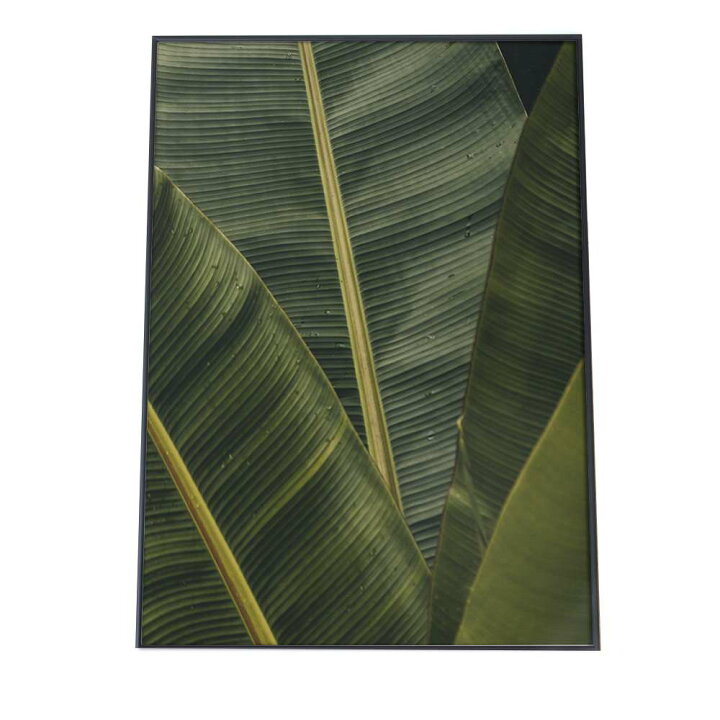 楽天市場 ポスター A1サイズ 約59x84cm 選べる用紙 大きさ インテリア おしゃれ ファッション ポスター 大きい フォト オーガスタ ヤシの木 バナナ ストレチア ハワイ ジャングル アマゾン ネフロレピス 植物 観葉植物 草 グリーン ボタニカル インテリア