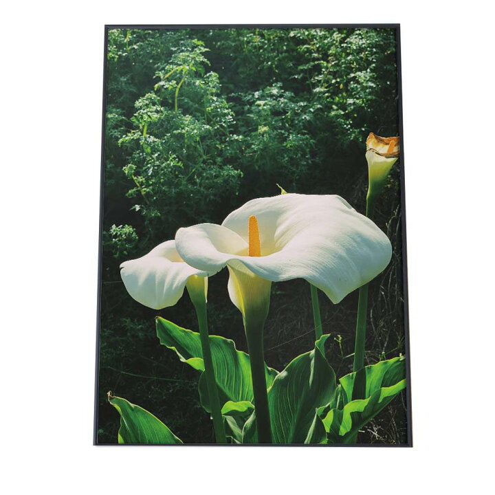 楽天市場 ポスター A1サイズ 約59x84cm 選べる用紙 大きさ ポスター インテリア おしゃれ ファッション ポスター 大きい フォト アート はな シンプル 花 ホワイト カラー かわいい 植物 自然 ボタニカル 北欧 韓国 カフェ風 フラワー ボタニカル インテリア