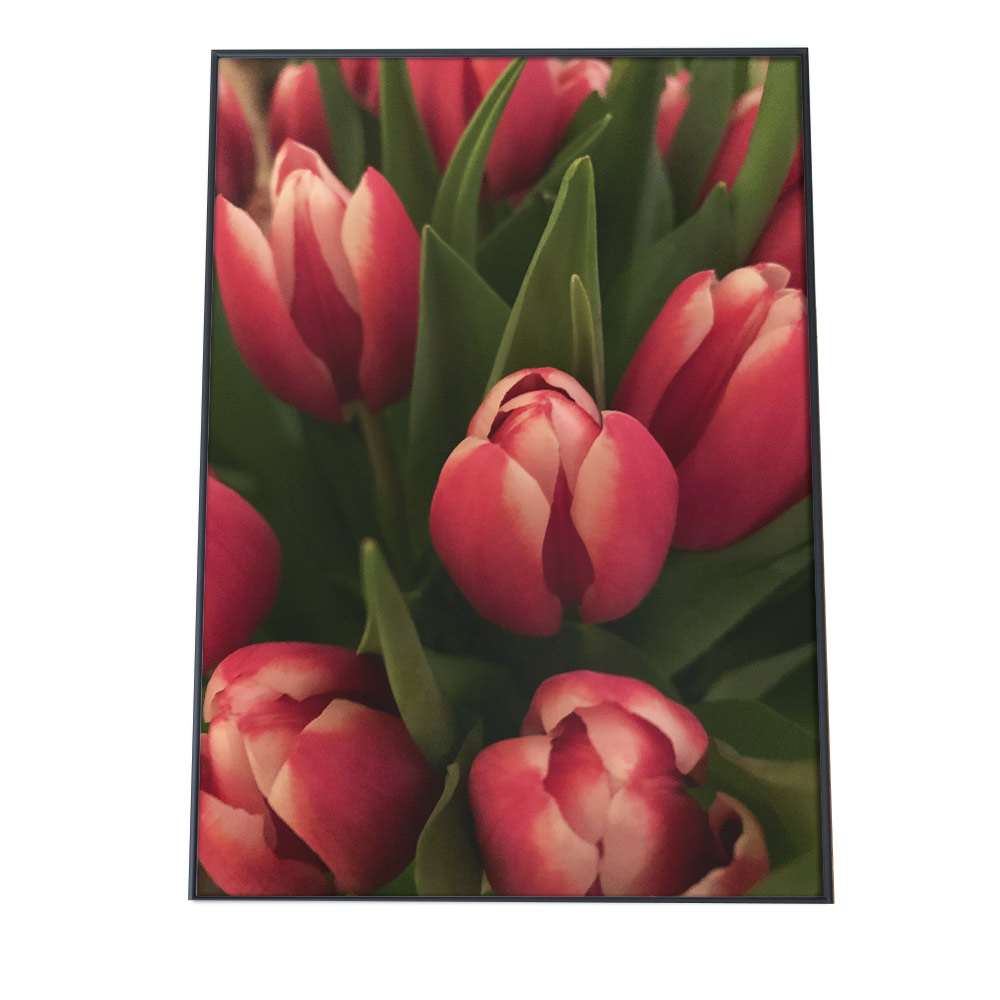 こちらのポスターはA2サイズです ポスター A2サイズ 約42x59cm 選べる用紙 大きさ インテリア 気質アップ おしゃれ ファッション 大きい チューリップ 自然 ボタニカル シンプル フラワー 写真 壁 森 高級な 観葉植物 花 カフェ フォト tulip 赤 アート 縦 韓国