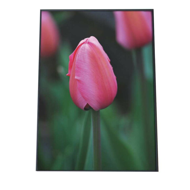楽天市場 ポスター A3サイズ 約30x42cm 選べる用紙 大きさ ポスター インテリア おしゃれ ファッション ポスター チューリップ 自然 ボタニカル シンプル 花 フラワー 観葉植物 カフェ 写真 フォト 森 韓国 ピンク 縦 Tulip 壁 アート インテリア ファッションポスター