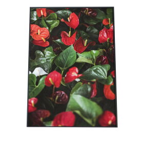 楽天市場 観葉植物 アンスリウム 壁紙 装飾フィルム インテリア 寝具 収納 の通販