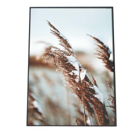 楽天市場 パンパスグラス インテリア 本 雑誌 コミック の通販